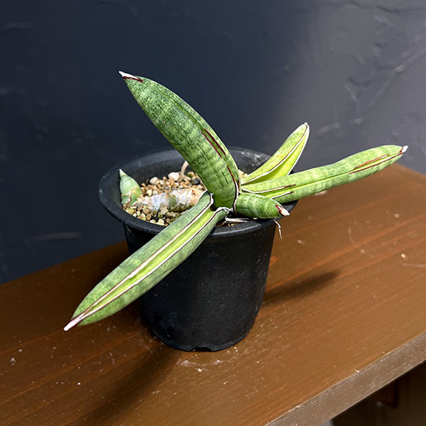 園芸ネット本店｜サンセベリア：エイレンシス 2.5号鉢植え26-01 の通販