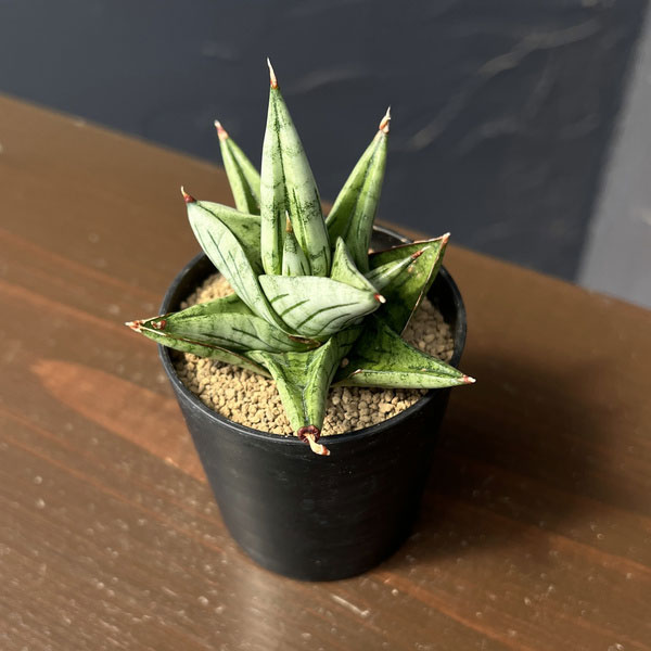 サンセベリア：ジュピター　2号鉢植え
