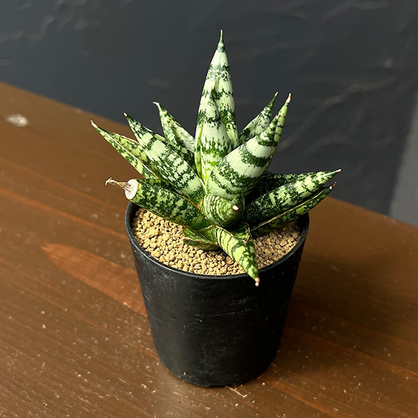 サンセベリア：ゼブラ　2号鉢植え