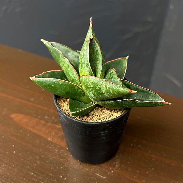 サンセベリア：オペラハウス　2号鉢植え
