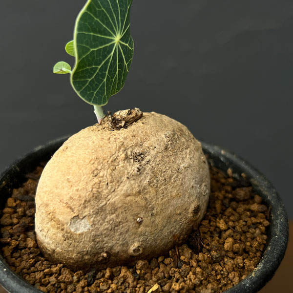ステファニア：エレクタ　2.5号鉢植え*