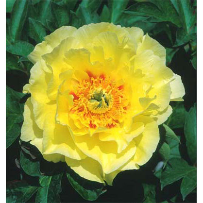 シャクヤク（芍薬）：オリエンタルゴールド4号*