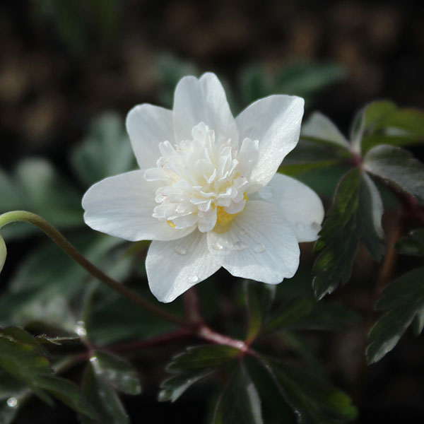 イチリンソウ：八重咲き3芽植え3.5号ポット