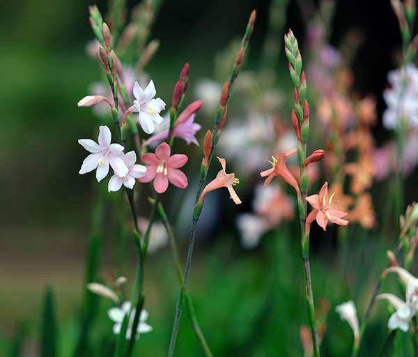 ドワーフワトソニア：花色ミックス 3球セット