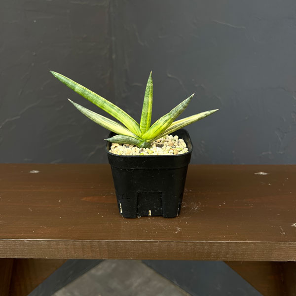 サンセベリア：ボンセレンシス　スノーホワイト　3.5号鉢植え26-03