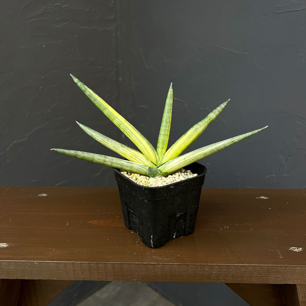 サンセベリア：ボンセレンシス　スノーホワイト　3.5号鉢植え26-04
