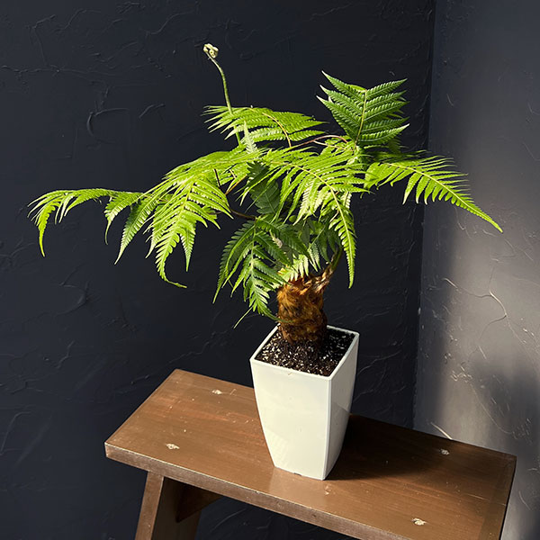 タカワラビ：キンモウコウ　セレクト　4号鉢植え*
