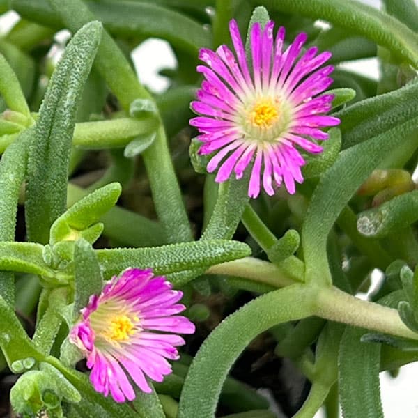 マツバギク：おひさま花火 サンドジェム パープル3号ポット