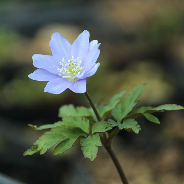 菊咲きイチゲ 青花3号ポット