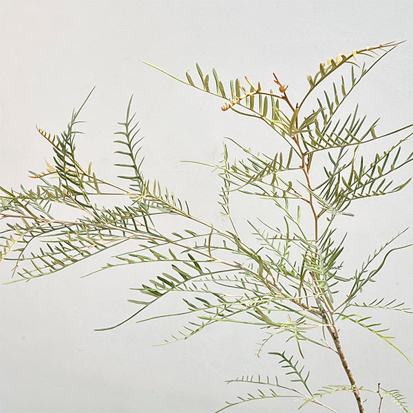 グレビレア：ストロベリーブロンド5号鉢植え