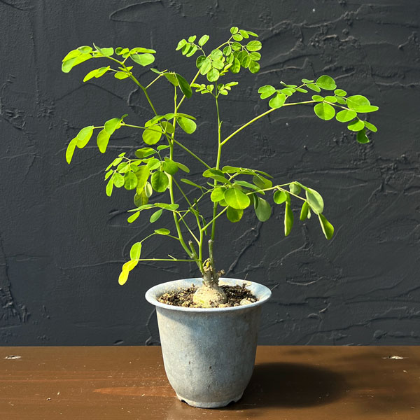 モリンガ：オレイフェラ（わさびの木・マルンガイ）塊根仕立て・実生苗　2.5号鉢植え