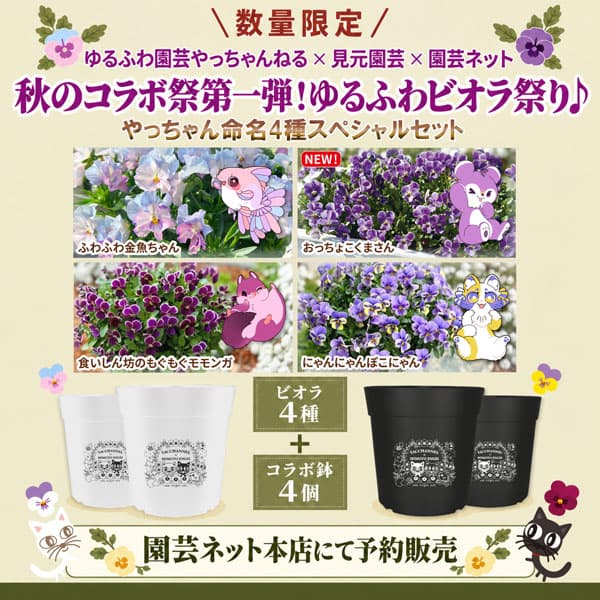 [26年11月中下旬予約]ゆるふわビオラ祭り！：やっちゃんねる×見元園芸コラボ！