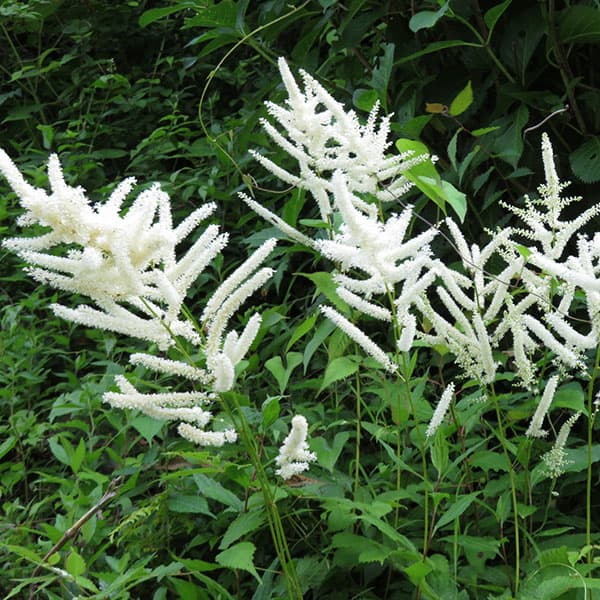 アルンクス・アエサシフォリウス（ヤマブキショウマ）3号ポット