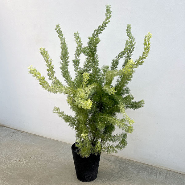 アデナントス：セリセウス（ウーリーブッシュ）7号鉢植え