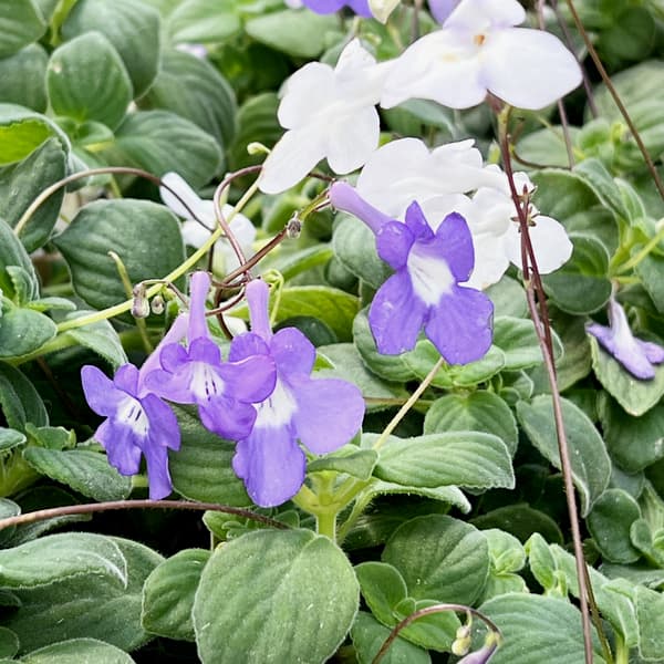 ストレプトカーパス：サクソルム（2色植え）4号鉢植え