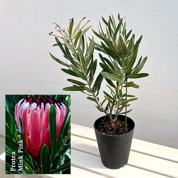 プロテア：ピンクミンク（ミンクピンク）　5号鉢植え（1F）