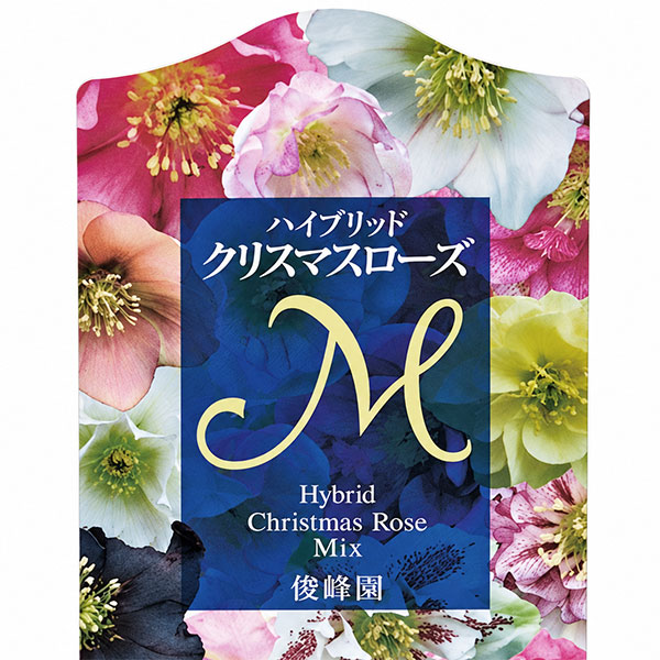 クリスマスローズ：俊峰園さんオリジナル　ダブルブラック系3-3.5号ポット