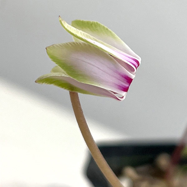 シクラメン（原種系）：ヘデリフォリウム　ヴェルデ（26-02）3号ポット【現品販売】