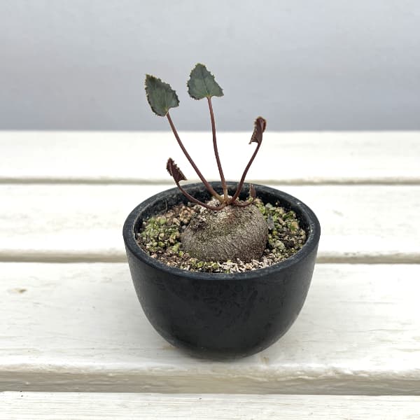 シクラメン（原種）：グラエカム　コーデックス鉢植え（26-02）【現品販売】