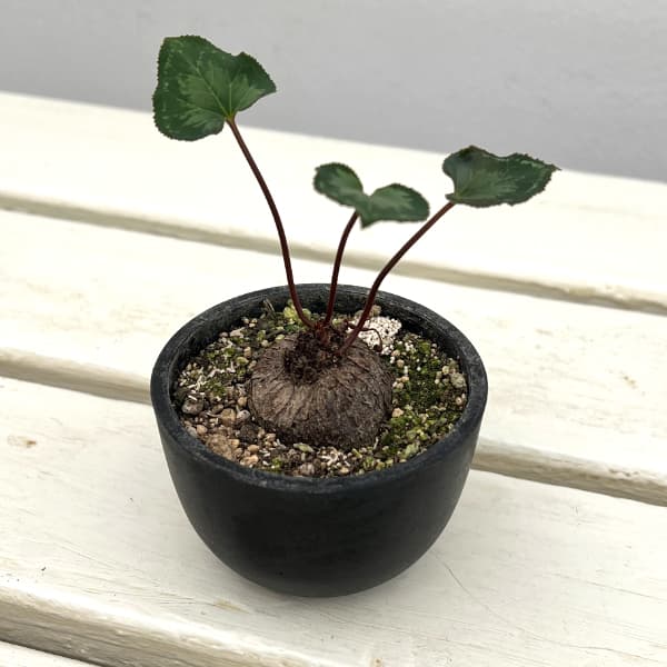シクラメン（原種）：グラエカム　コーデックス鉢植え（26-04）【現品販売】