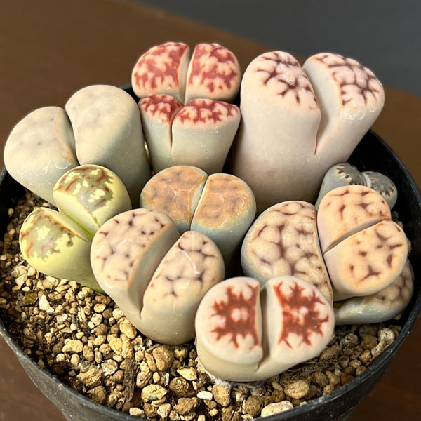 リトープス：カラフルミックス植え　2.5号プラ鉢