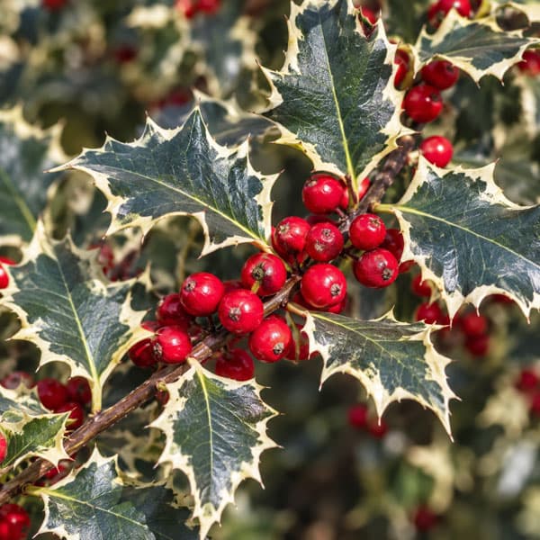 クリスマスホーリー：シルバーホーリー（雌木）6号鉢植え