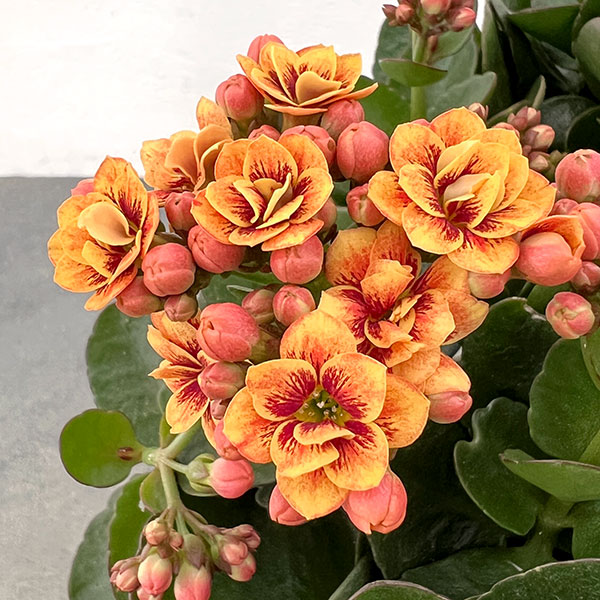 カランコエ：タイガーマジェスティック ブロンズ5号鉢植え