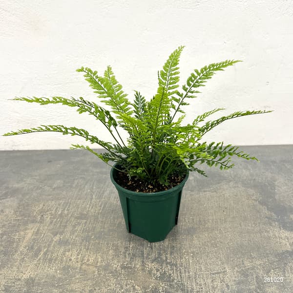アスプレニウム：ツンベルギア（プラスチックファーン）　4号鉢植え