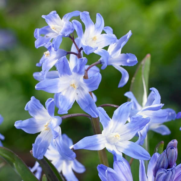 チオノドグサ:サルデンシス　5球入り[3月頃開花　草丈10cmと愛らしい小型球根植物　秋植え球根]