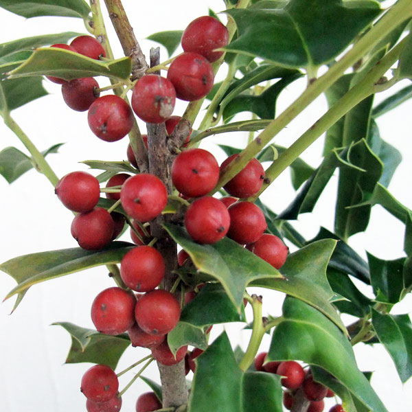 [26年11月中下旬予約]クリスマスホーリー5号鉢植え*[冬の赤い実がきれい！庭木・鉢植えに　実付き][実付き]