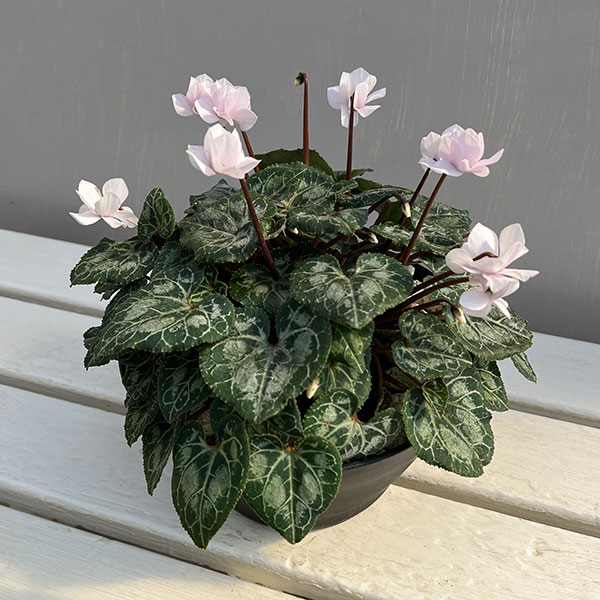 シクラメン：ツヴァイ　ピーチ　コーデックス仕立て7号鉢植え26-01