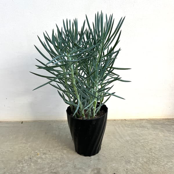 キュリオ（セネシオ）：ブルース6号鉢植え