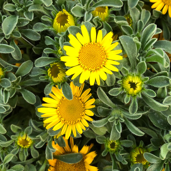 アステリスカス：ゴールドコイン3.5号ポット