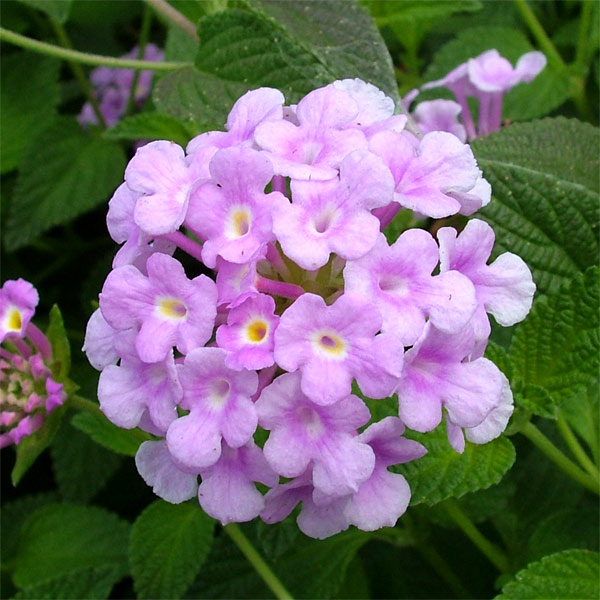 園芸ネット本店｜コバノランタナ：フェアリーピンク3号ポット2株セット