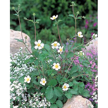 ポテンティラ：ルペストリス3号ポット2株セット