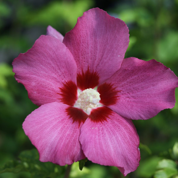 ムクゲ（槿）：ウッドブリッジ3号ポット