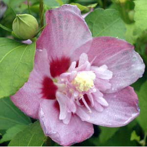 [26年2月中下旬予約]ムクゲ（槿）：トットリハナガサ(鳥取花笠)3号ポット