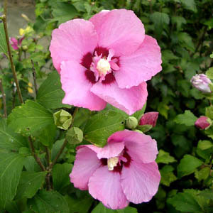 ムクゲ（槿）：キジバト（雉鳩）3号ポット