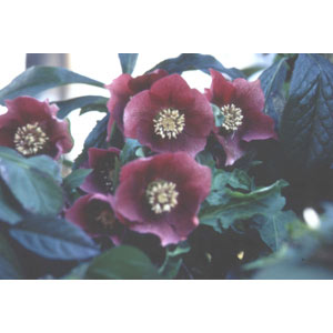 クリスマスローズ：庭園用オリエンタリス赤～紫系5号8株セット