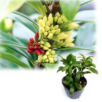 ジンチョウゲ（沈丁花）：咲き分け5号ポット