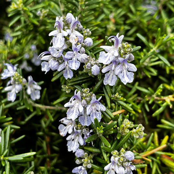 ローズマリー（立性）：ベネンデンブルー3号ポット2株セット