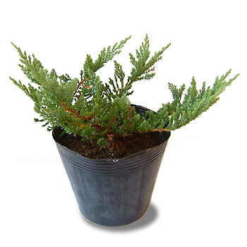 コニファー（這性）：ブルーチップ5号ポット