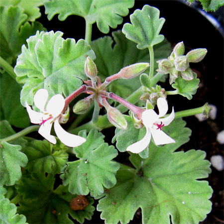 ニオイゼラニウム：ナツメグゴールデン3号ポット2株セット