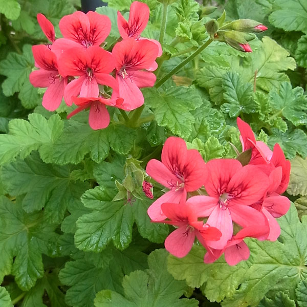 ニオイゼラニウム：シェルブランドローズ3号ポット2株セット