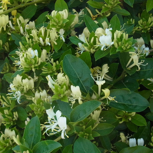 スイカズラ（ロニセラ　ジャポニカ）3号ポット