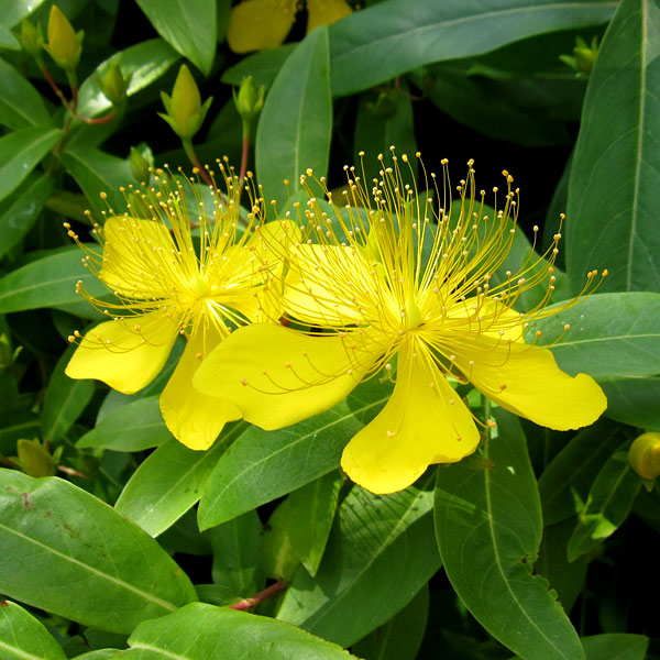 ヒペリカム：カリシナム3.5号ポット30株セット の通販 | 園芸ネット