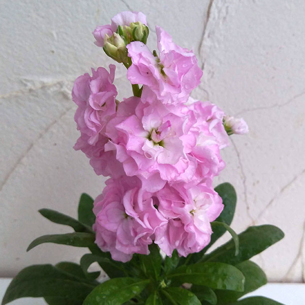 ストック：キスミーチェリー3～3.5号ポット4株セット