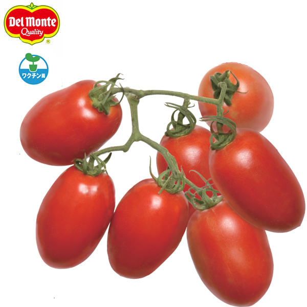 [26年4月下旬予約]トマト（中玉-大玉・料理用）：イタリアンレッド(R)自根苗3号ポット4株セット