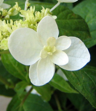 [26年2月中下旬予約]ヤマアジサイ：ハクチョウ（白鳥）3～3.5号ポット