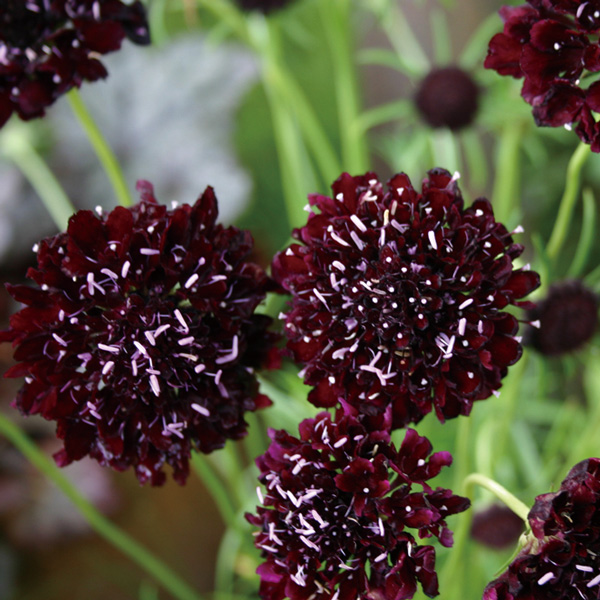 スカビオサ：ブラックナイト3.5号ポット2株セット